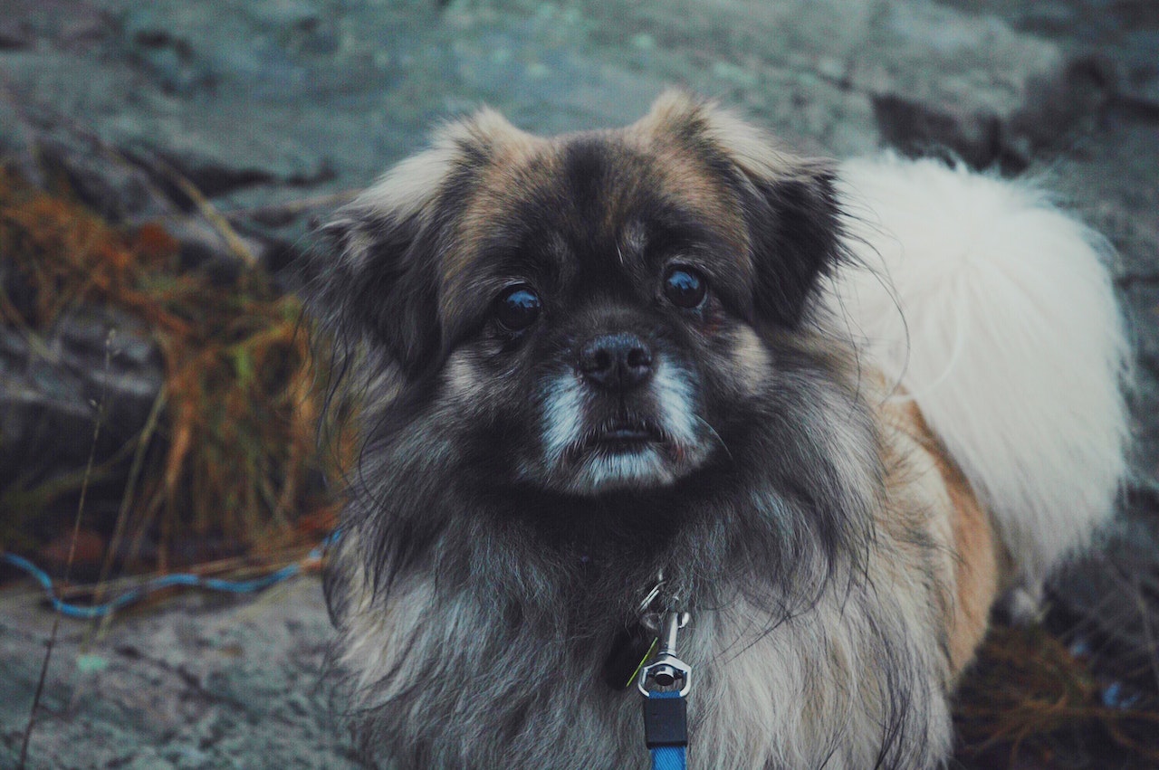 Adult Brown and White Pekingese Standing on Gray Rock
